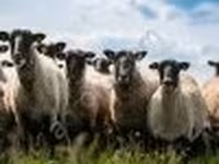 Ram, Romanov sheep — photo 2