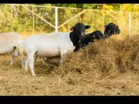 Domba jantan, Dorper sheep — foto 5