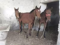Horses (batch, sex not specified), Horses — photo 1