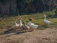 Geese — picha 3