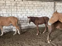 اسب نر, اسب — عکس 1