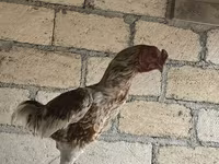 Chickens — foto 5