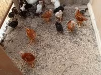 Chickens — عکس 1