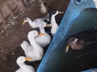 Ducks — foto 2