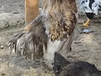 Brahma — foto 2