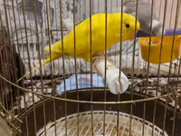 Qefesle birlikde 40m tek Qus 30m — عکس 1
