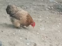 डर्बीशायर रेडकैप — फ़ोटो 4