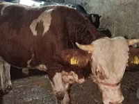 Býk, Simmental cattle — foto 7