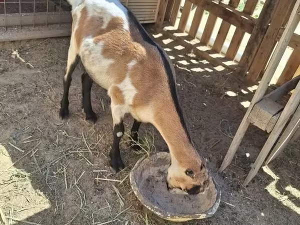 ፍየል, LaMancha goats