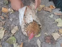 Chickens — ፎቶ 6