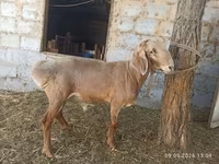 숫양, Rhon sheep — 사진 3