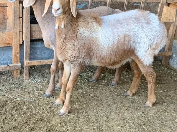 Koyun, Arashan sheep