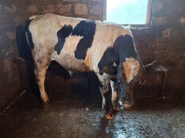 Bull, Cattle — Armenia