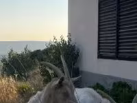 Koza, Saanen goat — foto 4