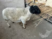 قوچ, Dorper sheep — عکس 1