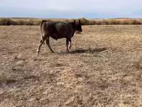ወንድ በሬ, Kazakh White-headed cow — ፎቶ 6
