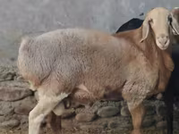 قوچ, Arashan sheep — عکس 2