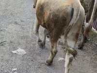 گاو ماده, نژاد آلتائو — عکس 2