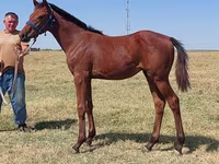 Pastuv, Thoroughbred horse — fotografija 1