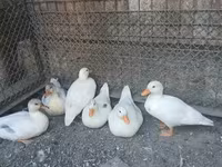 Ducks — foto 2