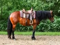 Кобила, Friesian — снимка 1