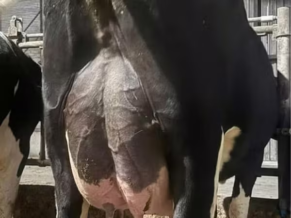 گاو ماده, گاوهای هولشتاین