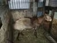 숫양, Hissar sheep — 사진 5