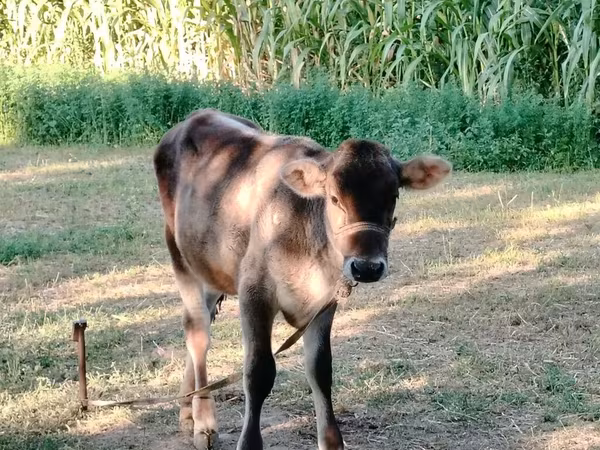 Býk, Simmental cattle