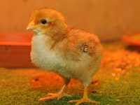 Chickens — Foto 6