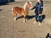 Kůň, Koně — foto 3