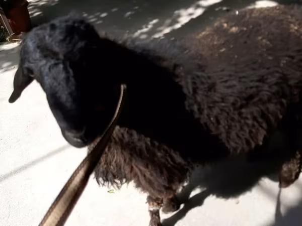 قوچ, Rhon sheep