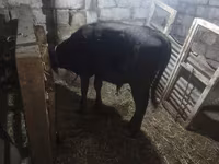 암소, Simmental cattle — 사진 7