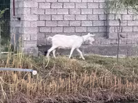 แพะตัวเมีย, Saanen goat — รูปภาพ 5