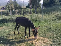 Pastuv, Коњи — fotografija 2