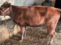 भेड़, भेड़ — फ़ोटो 2