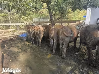 سانڈ, ہنگری کی سرمئی نسل — تصویر 3