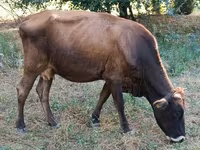 Lembu betina, Alatau breed — foto 5