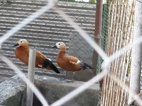 Ducks — 3 зураг