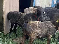 Wad, Sheep — sawirka 4
