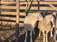Bélier, Assaf sheep — photo 4