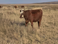 Lo’, Latvian Blue cattle — sawirka 2
