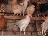 Chickens — foto 6