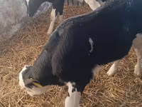 วัวตัวผู้, Simmental cattle — รูปภาพ 5