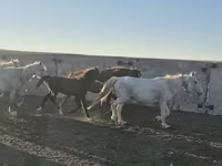 Pastuv, Kazakh horse — fotografija 2