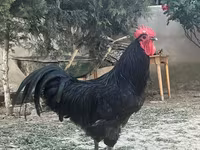 Chickens — fotografija 1