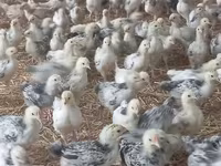 Chickens — foto 1