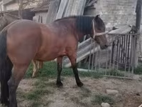 ሴት ፈረስ, Horses — ፎቶ 7