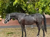 Hingst, Hästar — foto 5
