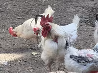 Chickens — ፎቶ 6