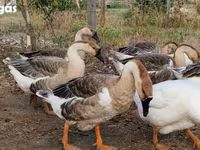 Geese — foto 1